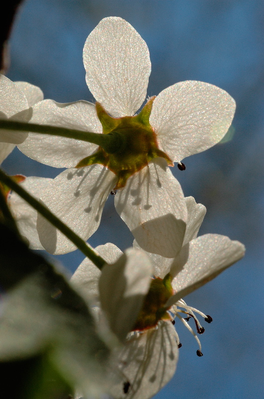 Bradford pear