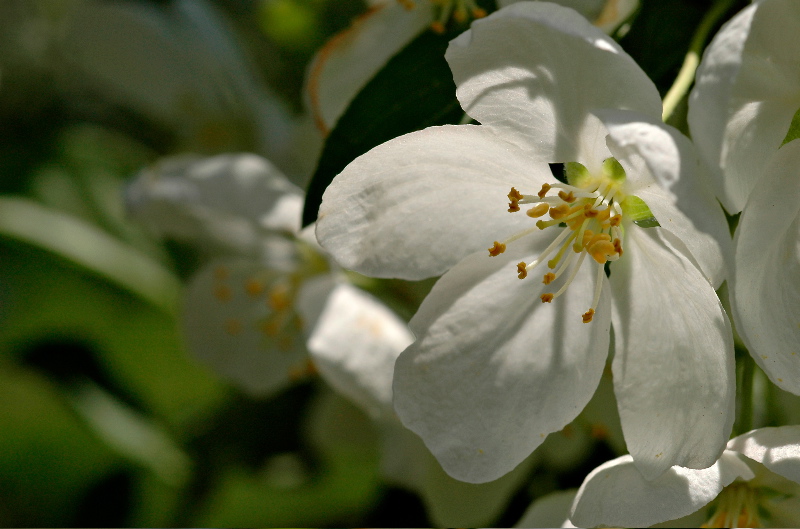 Crabapple