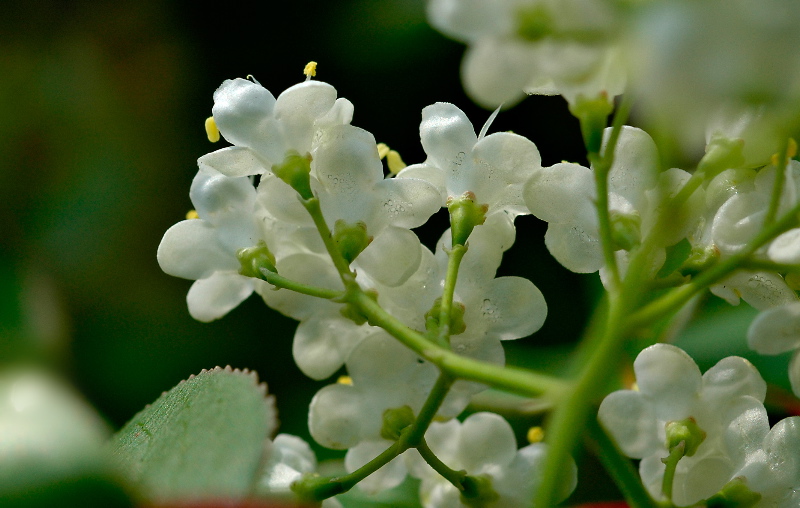 Dew on shrub
