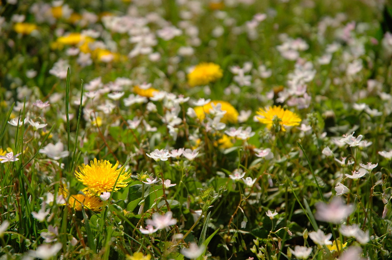 Fields o weeds