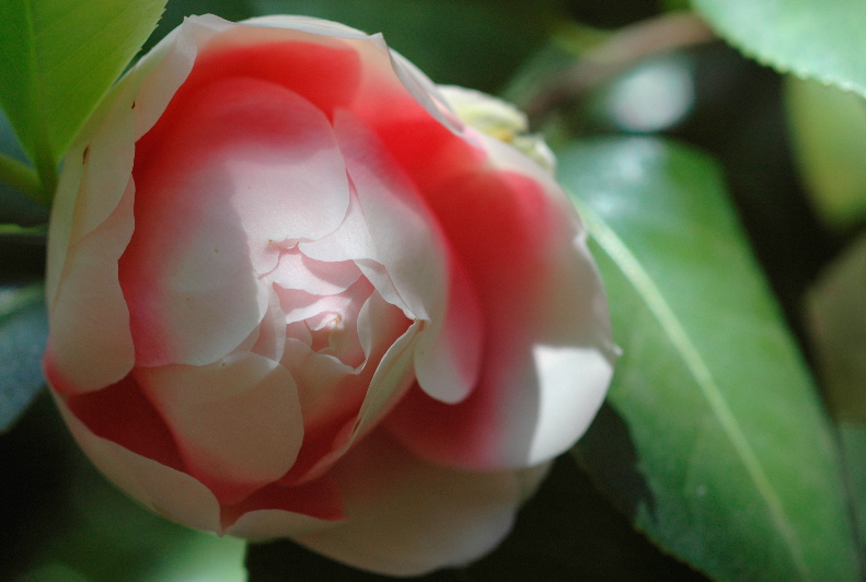 Camellia