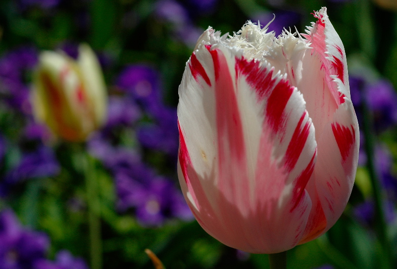 Tulips again