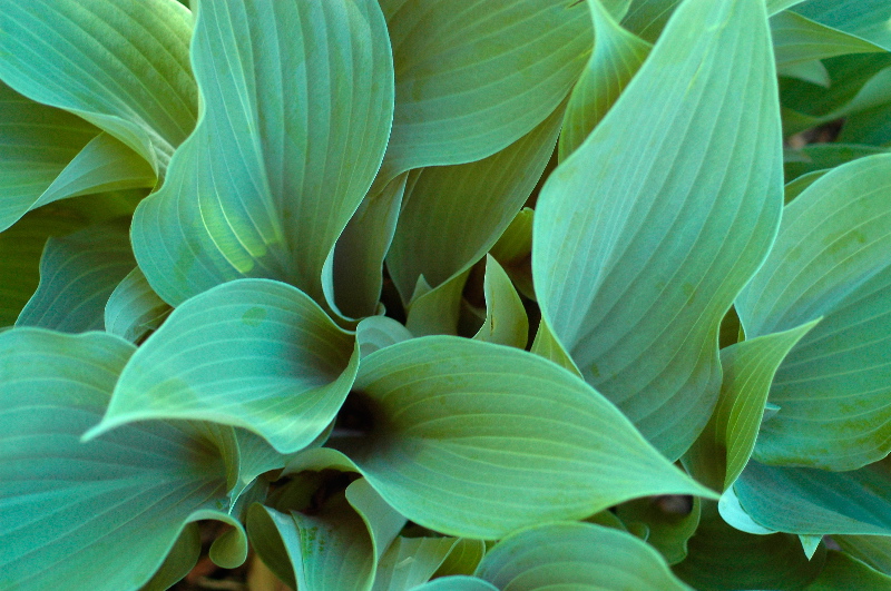 Hosta