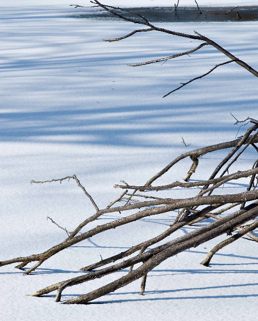shadows on the pond