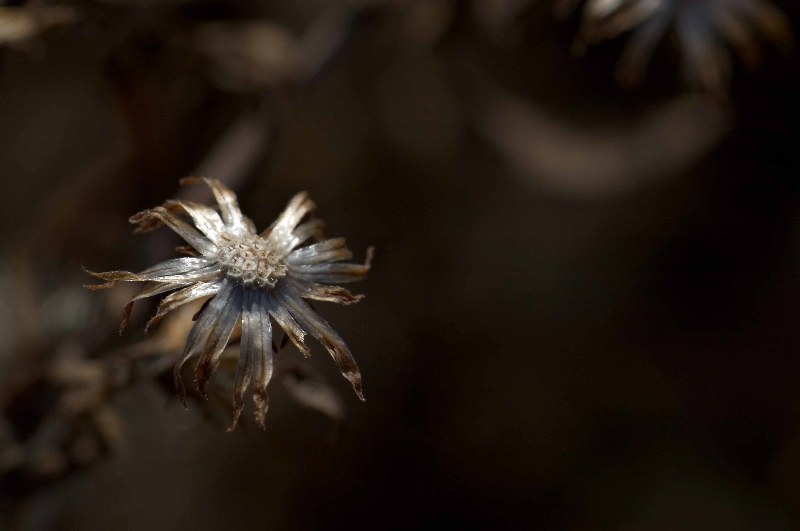 After flower