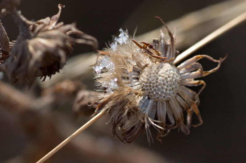 After flower ii