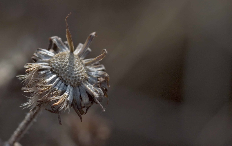 After flower iv
