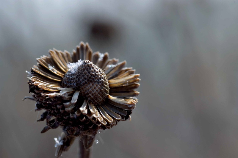 After flower v