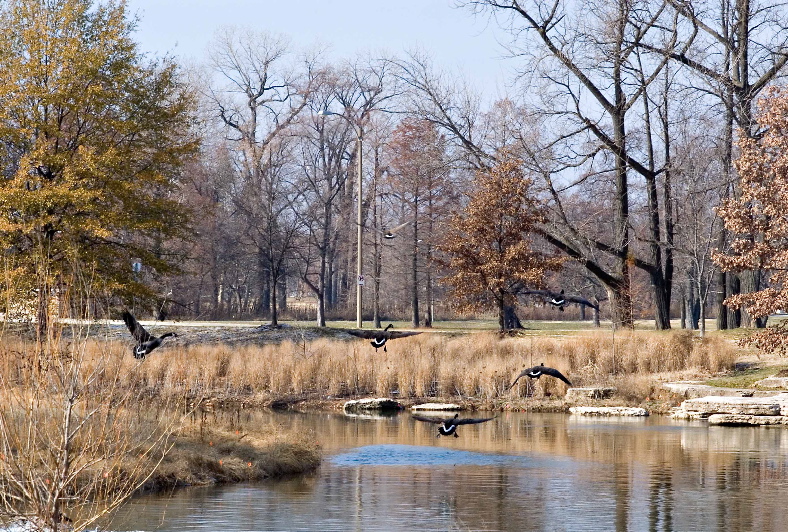 Landing (geese in the park)