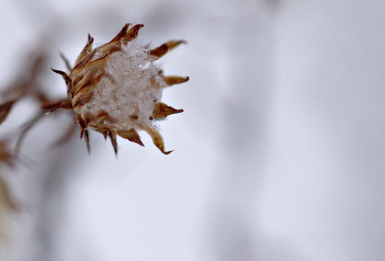 Snowflower