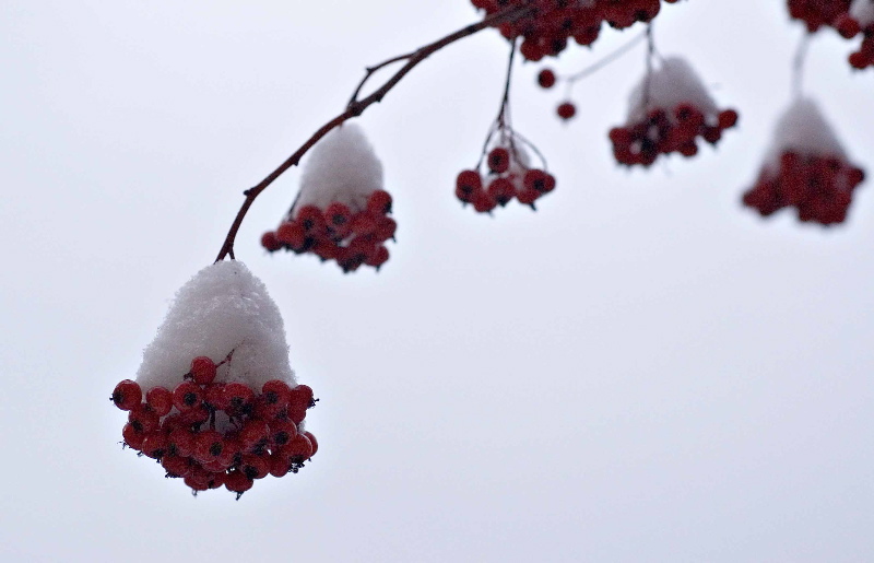 Snowbells