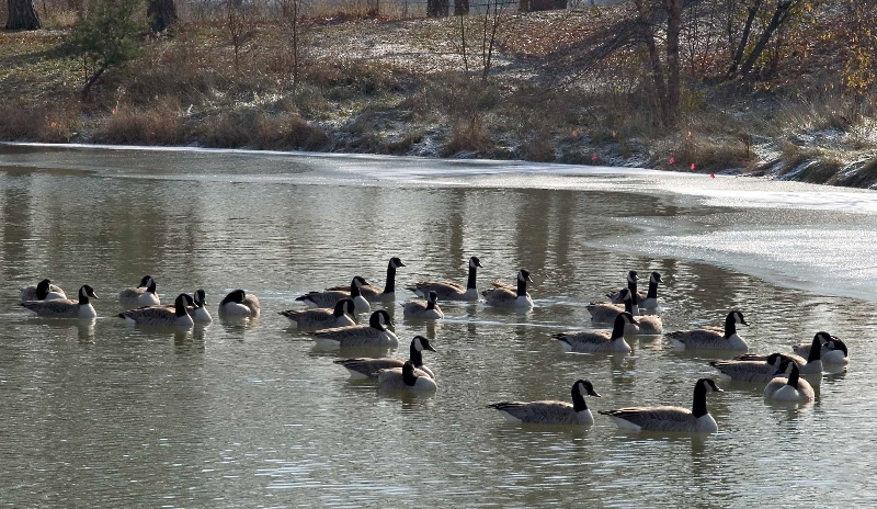 Gaggle