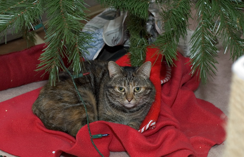 You were expecting something else under the tree?