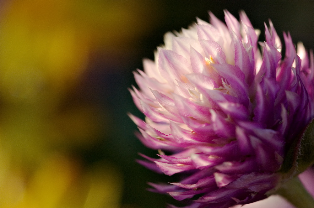 vibrant - 10.jpg
