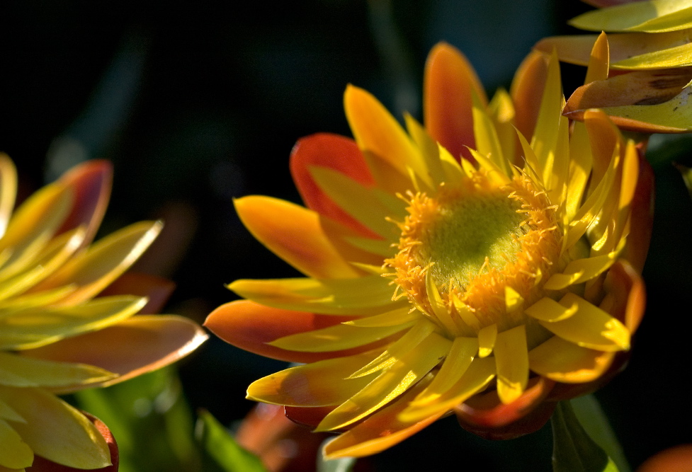 vibrant - 12.jpg