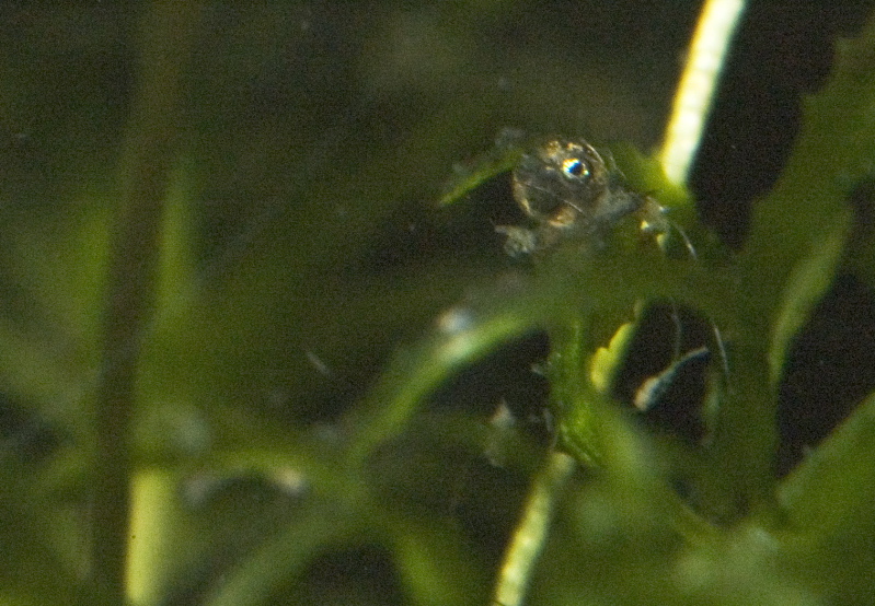 Rainbowfish egg