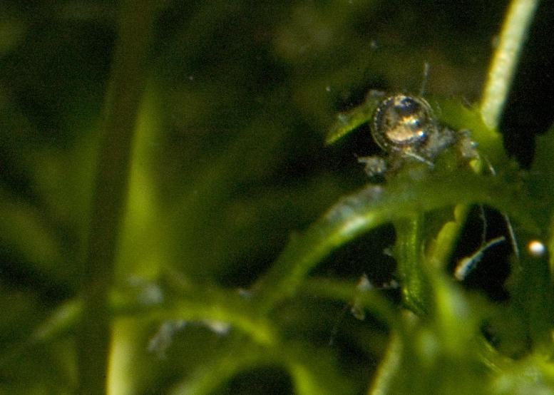 Rainbowfish egg