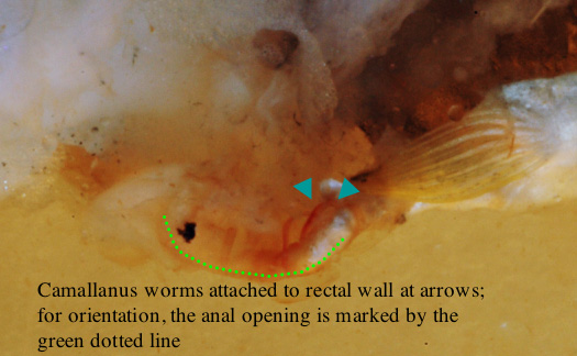 Worms in situ
