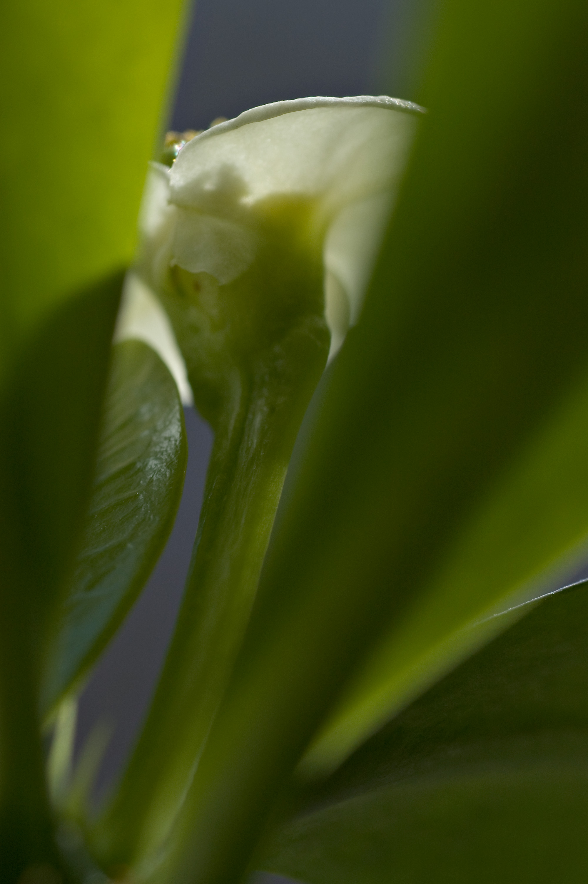 Euphoric euphorbia