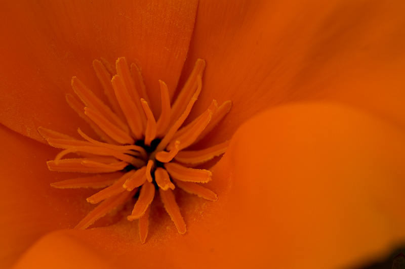 Closer to the poppy