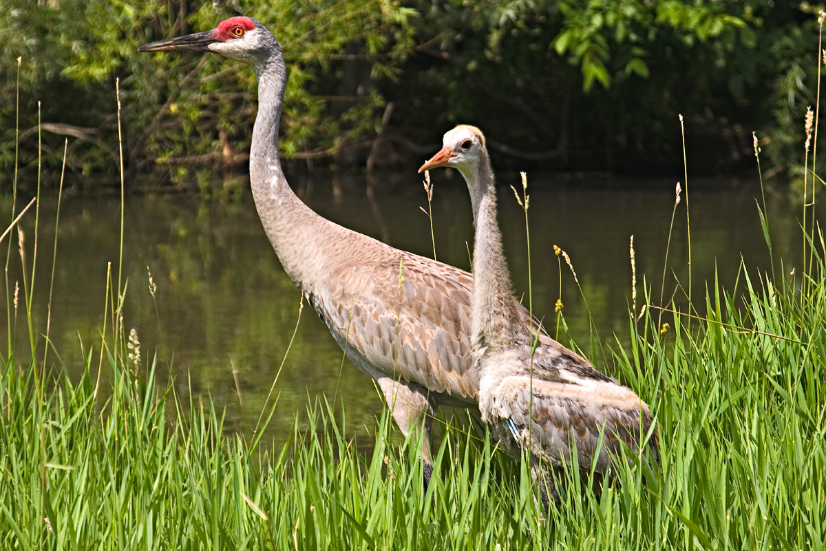 CRW_4134.jpg