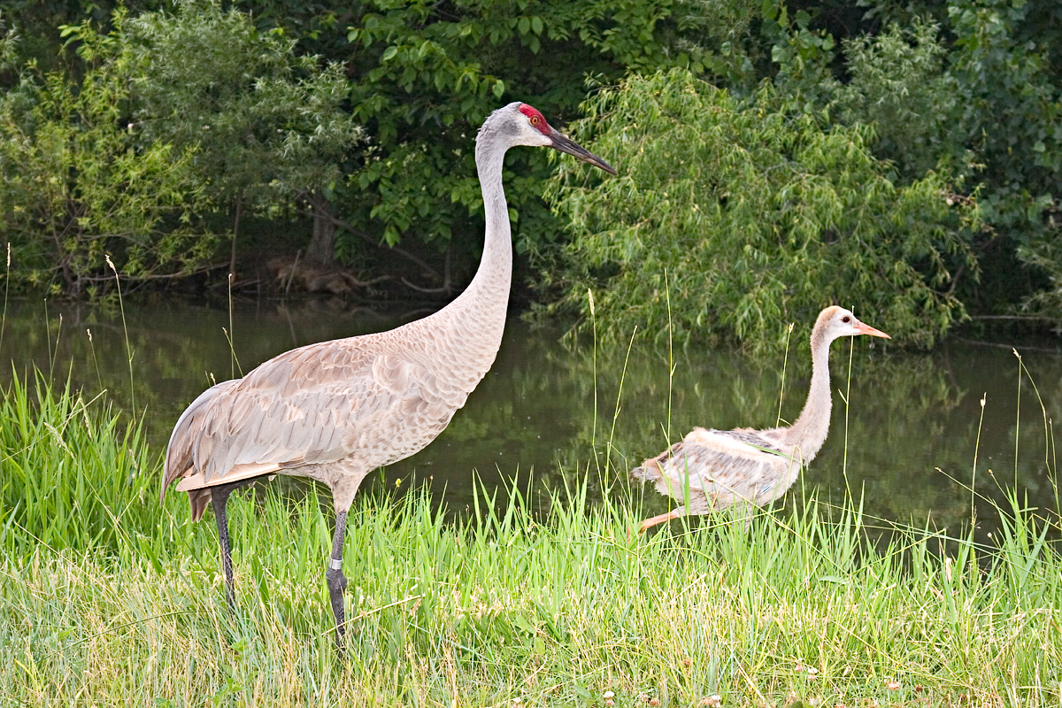 CRW_4146.jpg