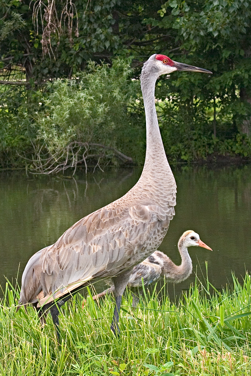 CRW_4156.jpg