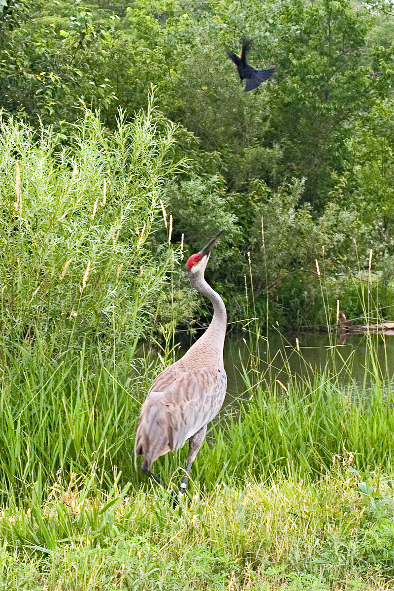 CRW_4168.jpg