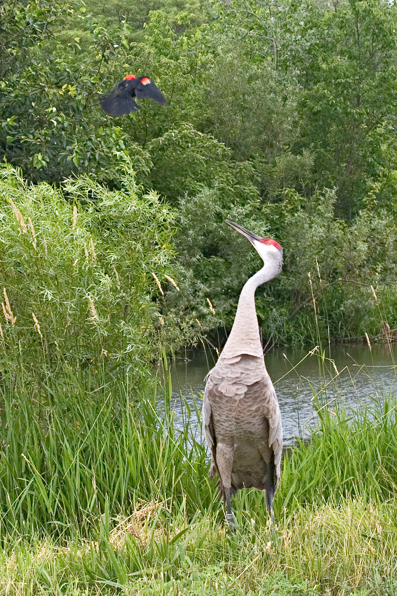CRW_4170.jpg