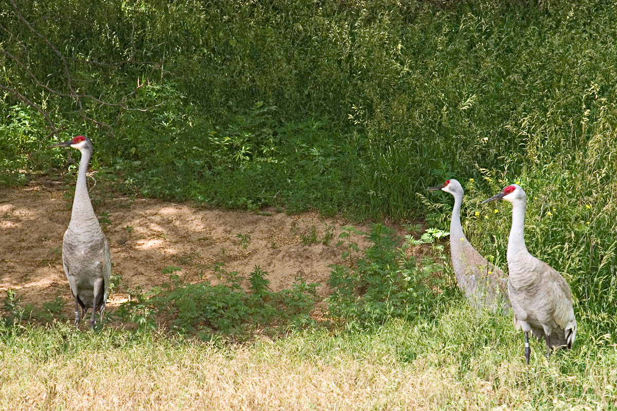 CRW_4191.jpg