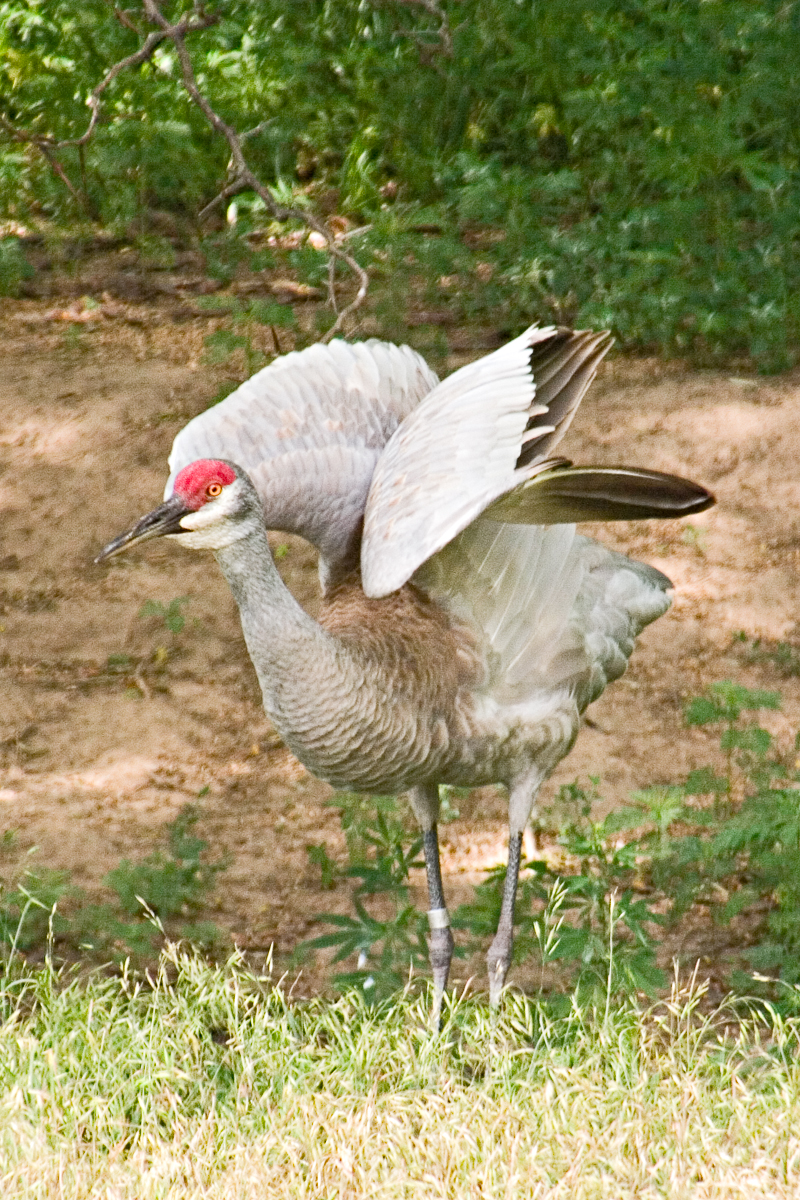 CRW_4200.jpg