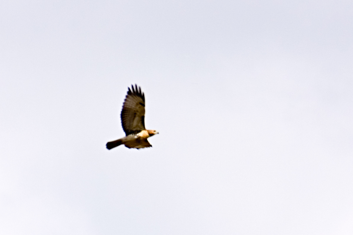 CRW_4307.jpg