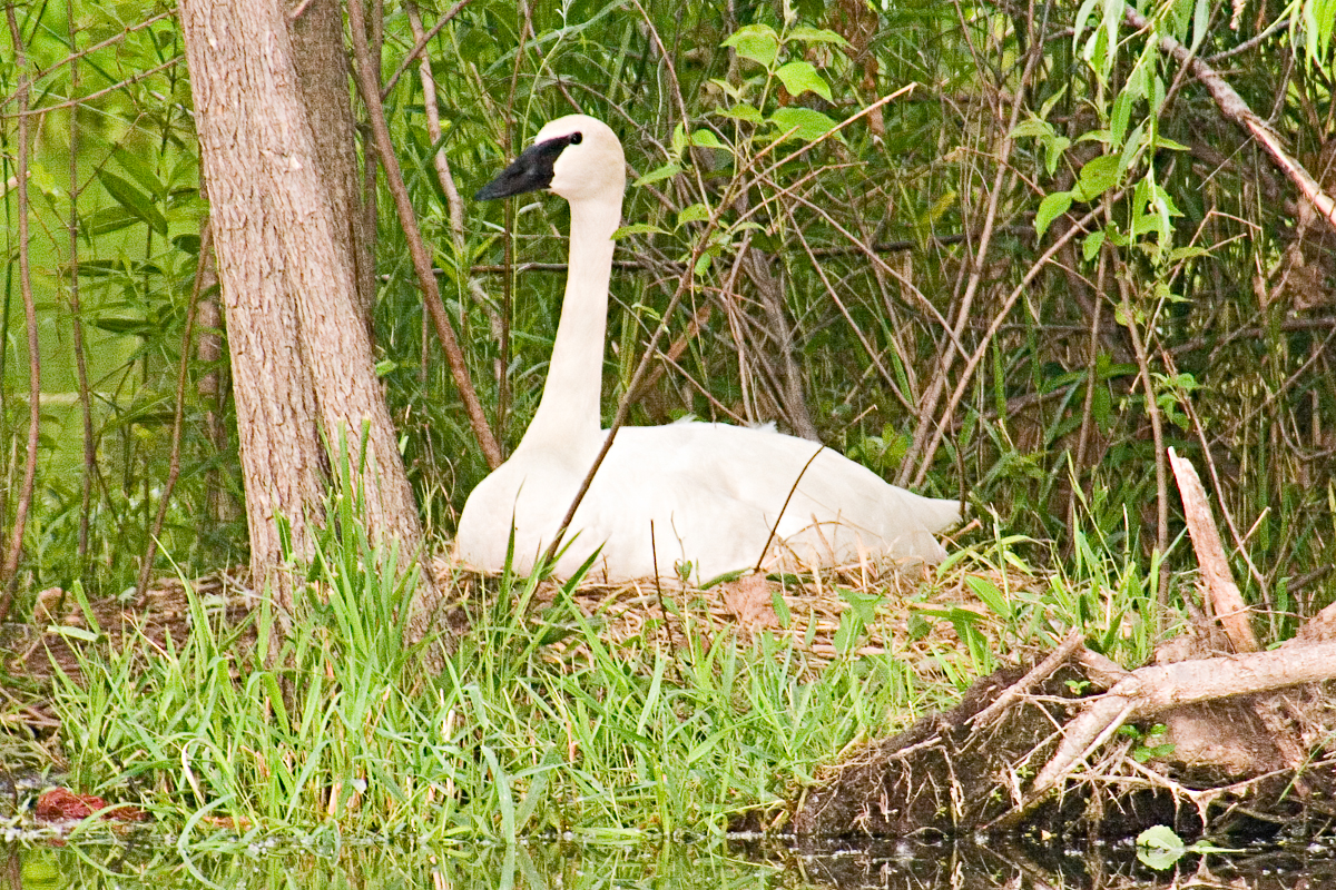 CRW_4340.jpg