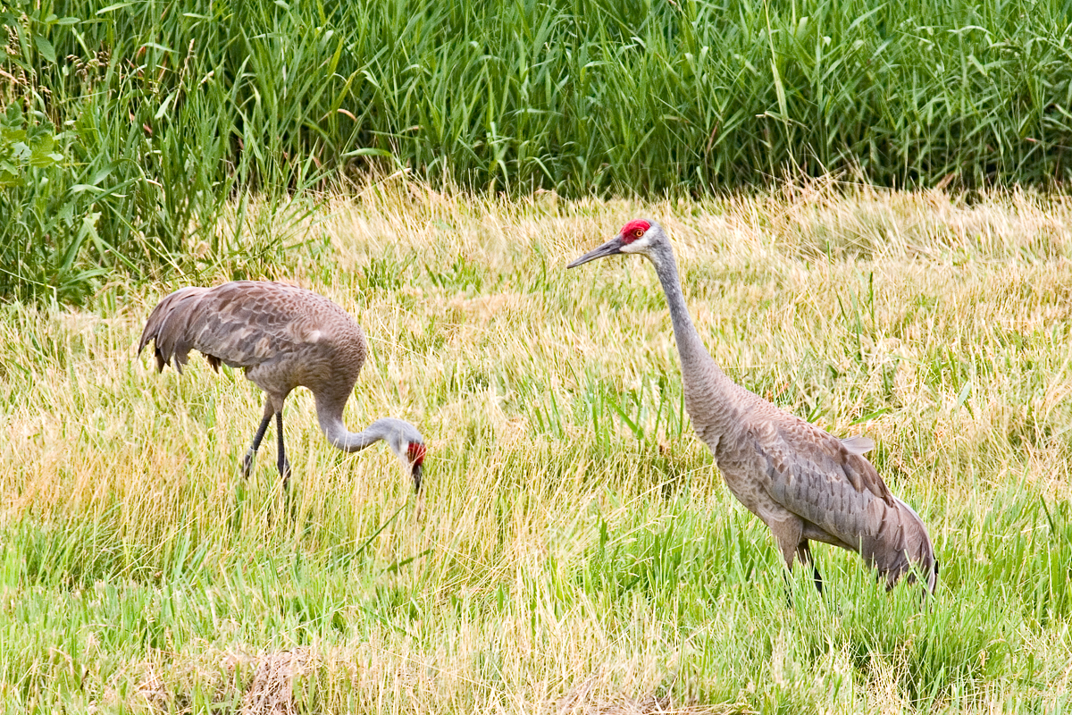 CRW_4354.jpg