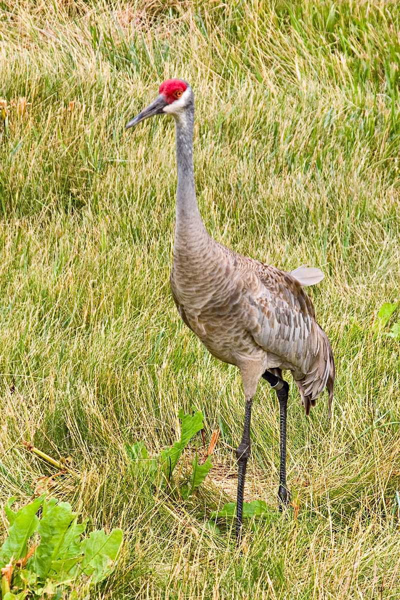 CRW_4364.jpg
