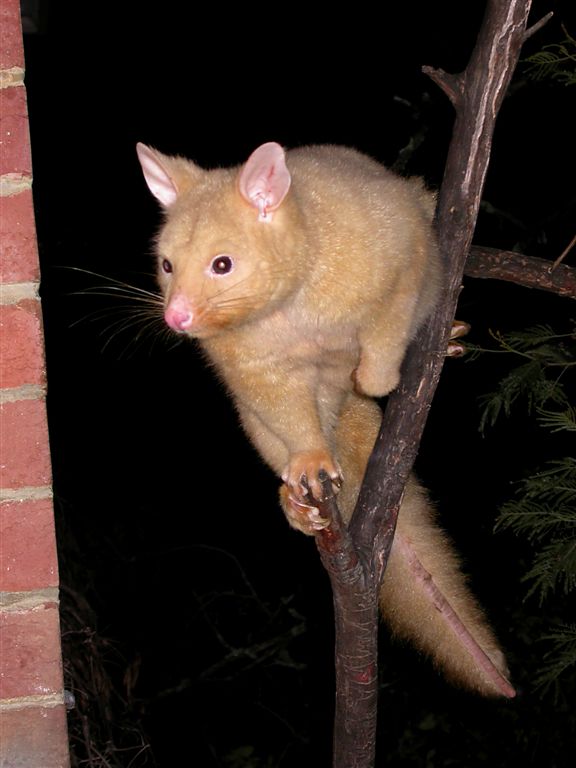 Golden Common Brushtail Possum Photo Murray Lord Photos At Pbase Com