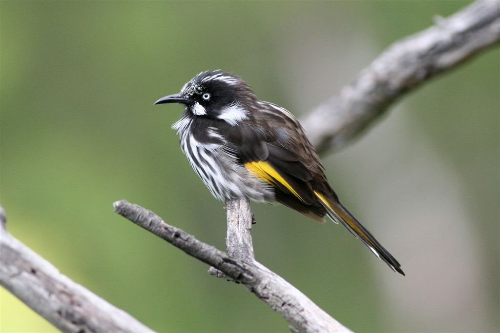 New Holland Honeyeater