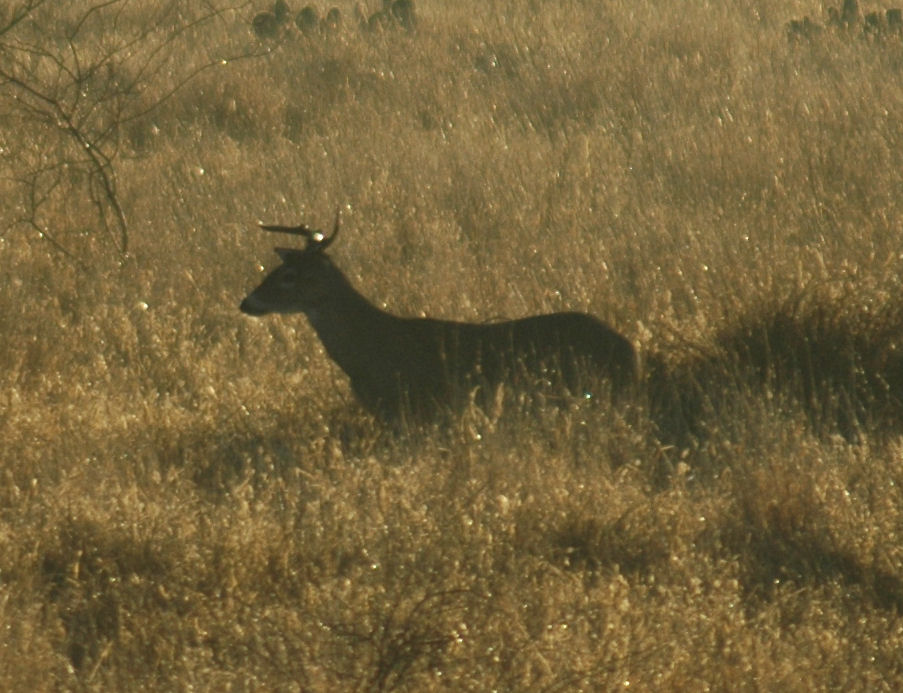 Busted Buck  - Cropped/Close Up