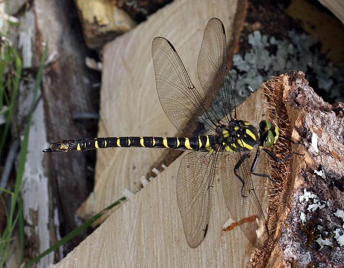 Dragonfly Norway