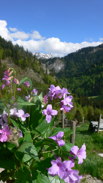 P1000219.jpg