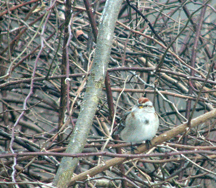 American Tree Sparrow in a Wild Rosebush