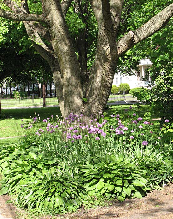 Tree With Allium and Hosta