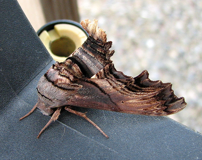 Abbots Sphinx Moth
