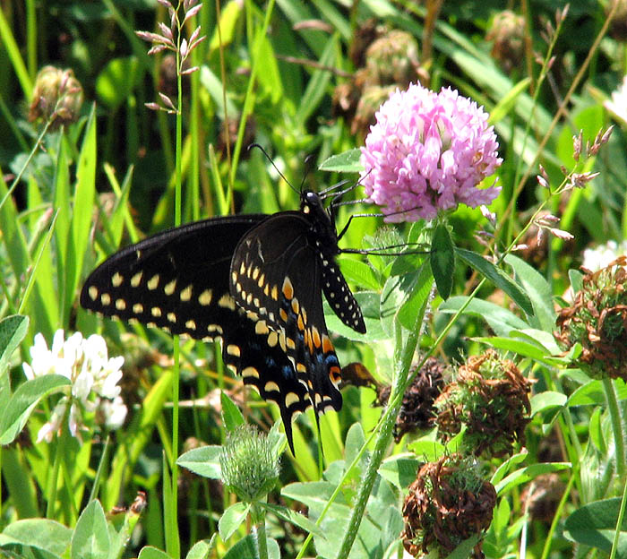 Black Swallowtail Butterfly