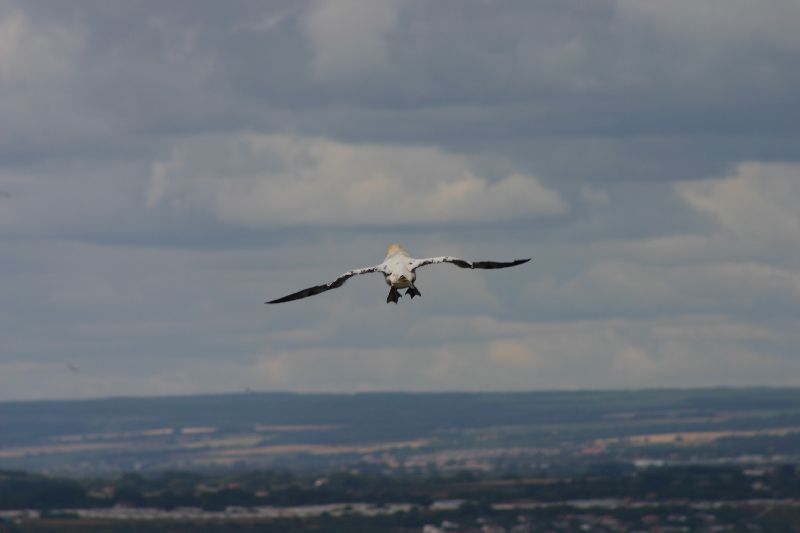 Northern Gannet.JPG