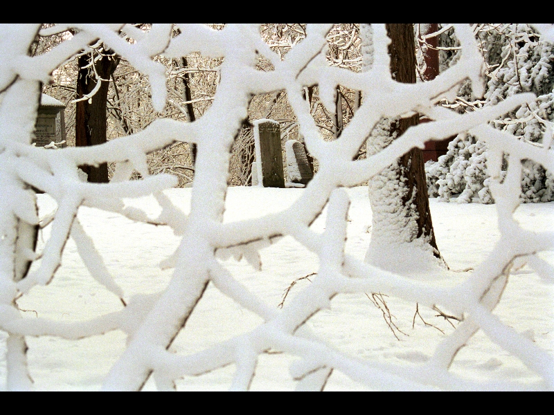 Snow Web-Cemetery Toronto