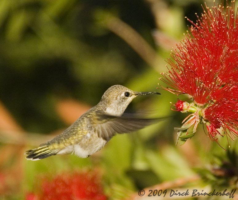 20090405 Birds+BottleBrush 097.jpg