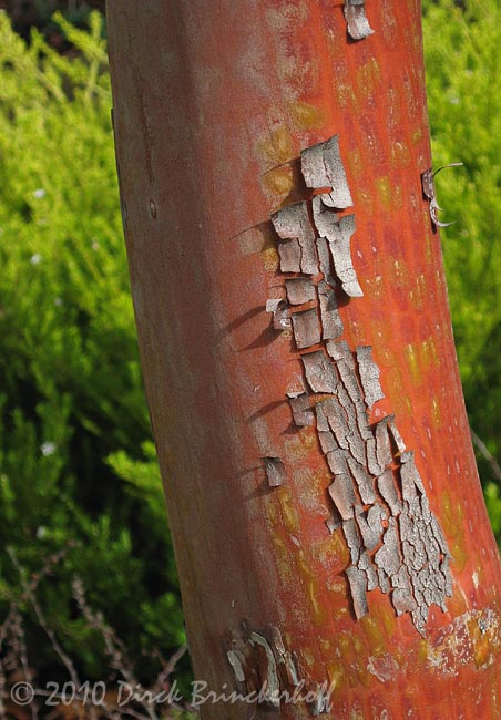 IMG_3099RedBark.jpg