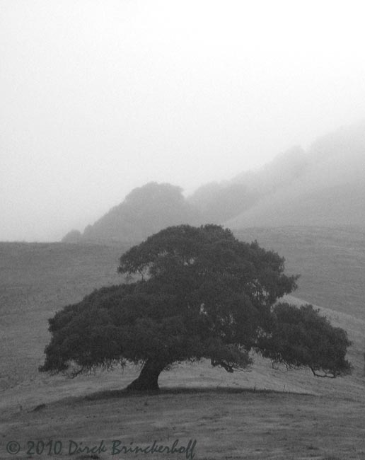 IMG_3073Single Tree BW.jpg