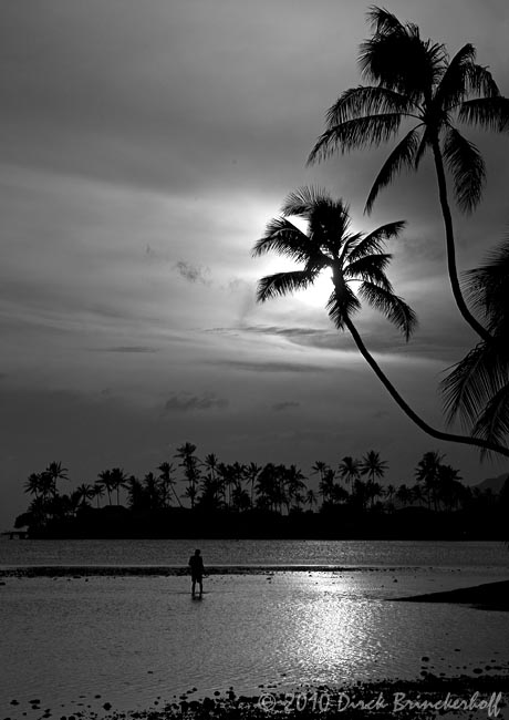Hawaii Evening041FisherTreesB+W.jpg